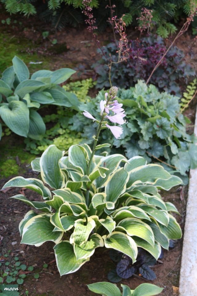 hosta